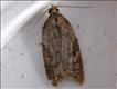 1040 (49.064) Acleris caledoniana